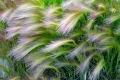 Federhaargras Engelshaargras Stipa Tenuissima Wunderschönes Ziergras 20 Samen
