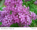 Schmetterlingsflieder buddleja davidii 20 Samen