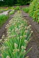 Winterheckenzwiebel Winterzwiebel Lauchzwiebel Allium fistulosum  mehrjährig 200 Samen