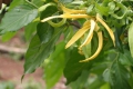 Ylang Ylang 5 Samen