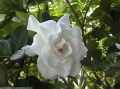 Gardenia jasminoides Gardenie Knopflochblume 1000 Samen