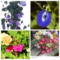Samenset Sparpaket Zierpflanzen Vigna Caracalla/Strohblumen/Clitoria/Wunderblume