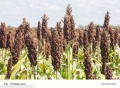 Zuckerhirse Sudangras 200 Samen