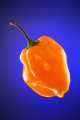  Scotch Bonnet orange 10 Samen