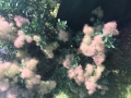 Bild 1 von Perückenstrauch Cotinus Coggygria Smoketree 10 Samen