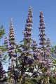 Mönchspfeffer Vitex agnus castus 100 Samen