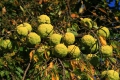 Milchorangenbaum Maclura pomifera frosthart 5 Samen