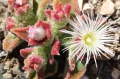 Bild 2 von Mittagsblume Eisblume glitzernder Blickfang Mesembryanthemum crystallinum 50 Samen