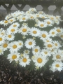 Bild 3 von Staudenmargeriten Margeriten Samen 