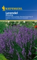 Bild 1 von Kiepenkerl Lavendel, mehrjährig