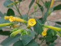 Nicotiana glauca Baumtabak Blaugrüner Tabak Strauchtabak 1000 Samen