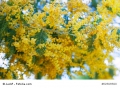 Acacia farnesiana Süsse Akazie Huisache 10 Samen Bonsai geeignet