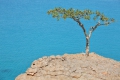 Weihrauchbaum Boswellia sacra 3 Samen