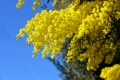 Silberakazie Falsche Mimose Acacia Dealbata 10 Samen