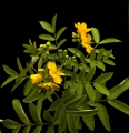  Senna floribunda Cassia Gewürzstrauch 5 Samen