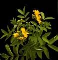 Senna siamea Kassodbaum 5 Samen