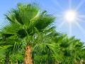 Chinesische Hanfpalme Trachycarpus fortunei 10 Samen