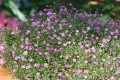 Schleierkraut Gypsophilia elegans 200 Samen