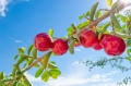 Acerola Malpighia glabra Barbados Kirsche 5 Samen