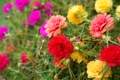 Portulakröschen  Gefüllte Mischung  Portulaca Grandiflora 100 Samen