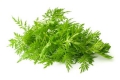 Einjähriger Beifuss Artemisia annua Qing Hao 1000 Samen
