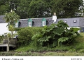 Gunnera manicata Mammutblatt Riesenrhabarber 30 Samen