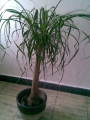 Elefantenfuss Beaucarnea recurvata 10 Samen