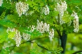 Japanischer Schnurbaum Sophora japonica Japanese Pagoda Tree Bienenmagnet 5 Samen