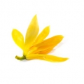Joy Parfümbaum Magnolia Michelia champaca 10 Samen