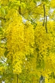 Indischer Goldregen Cassia fistula 10 Samen