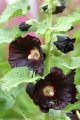 Schwarze Stockrose Alcea rosea Nigra 10 Samen