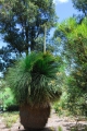 Mexikanischer Grasbaum Dasylirion quadrangulatum 5 Samen