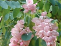 Rosenakazie Robinia fertilis 5 Samen