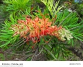 Grevillea robusta Australische Silbereiche 20 Samen Bonsai geeignet