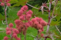 Ricinus Communis Palma Christi Wunderbaum 5 Samen