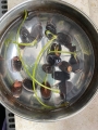 Bild 7 von Lotus Samen Nelumbo Nucifera Mix 10 Samen gemischte Farben