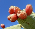 Feigenkaktus Opuntia 5 Samen