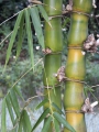 Buddha Bauch Bambus 10 Samen