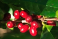 Arabica Kaffee 10 Samen