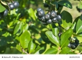 Apfelbeere Aronia melanocarpa Black Chokeberry 25 Samen