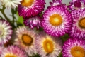 Riesen Strohblumen Helichrysum Xerochrysum Trockenblumen bunt gemischt 100 Samen