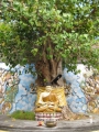 Buddha-Baum Ficus religiosa 20 Samen