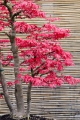 Dreispitz-Ahorn Acer buergeranum 10 Samen