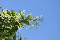 Cestrum nocturnum Nachtjasmin RARITÄT 5 Samen