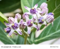 Calotropis gigantea Kronenblume Madar-Strauch Giant Milkweed 5 Samen