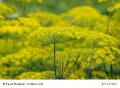 Dill Anethum graveolens 200 Samen