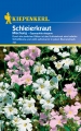 Bild 1 von Kiepenkerl Schleierkraut Mischung