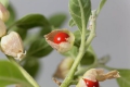 Withania somnifera Schlafbeere Ashwagandha Indischer Ginseng  Winterkirsche 20 Samen