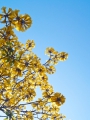 Tabebuia chrisantha Goldbaum 10 Samen