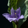 Alraune - Mandragora officinarum  3 Samen